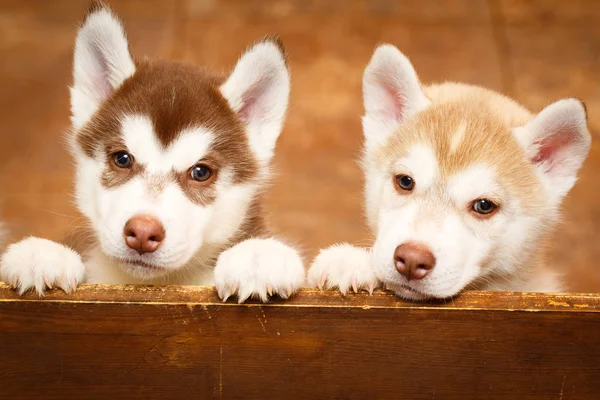 Kleintierhund — Stockfoto