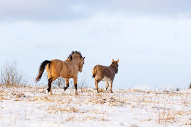whinter Galce midilli ve gri eşek