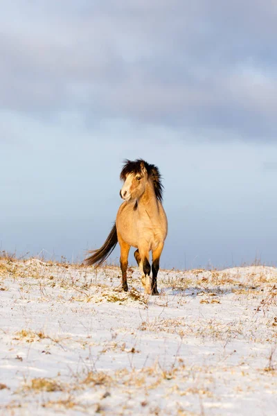 Pony galés whinter —  Fotos de Stock