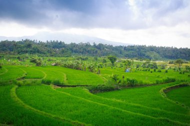 Bali üzerinde pirinç