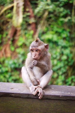 maymun ormanının içinde Bali