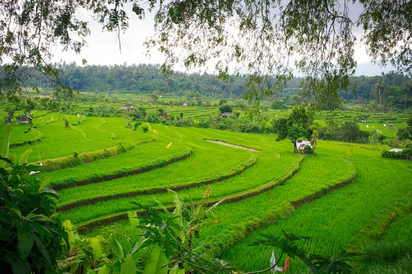 Rýže na bali — Stock fotografie