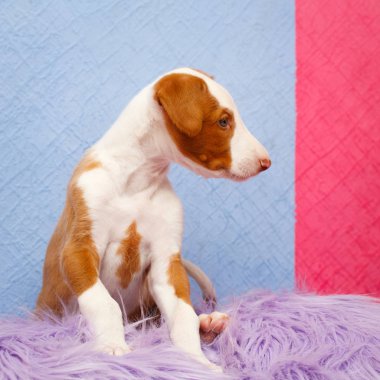 Küçük hayvan köpek