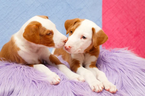 Piccolo cane animale — Foto Stock