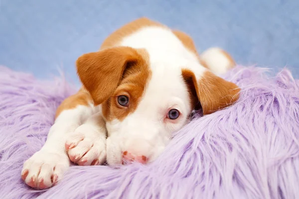 Kleiner tierischer Hund — Stockfoto