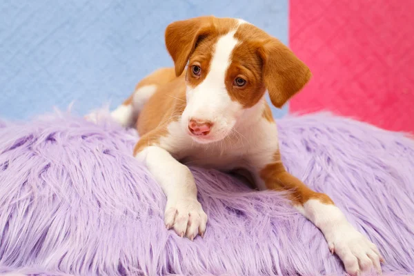 Piccolo cane animale — Foto Stock