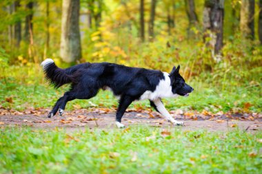 Tortum doğada hayvan