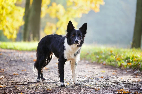 Tier in der herbstlichen Natur — Stockfoto