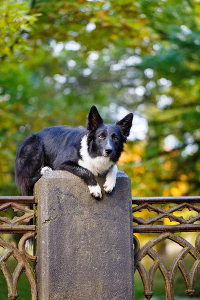 Animal in autum nature — Stock Photo, Image