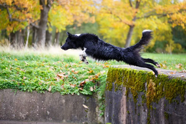 Muotokuva mustavalkoisesta koirasta — kuvapankkivalokuva