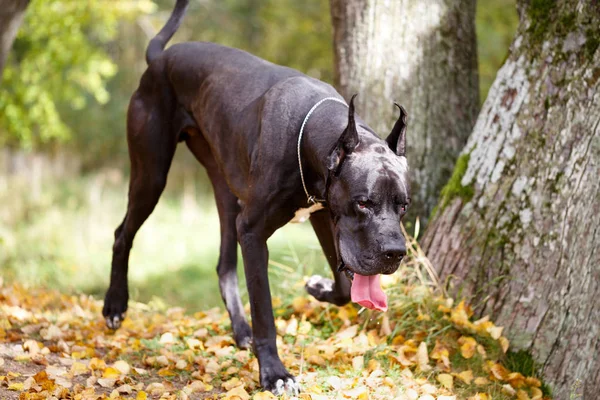 siyah-beyaz köpek portresi