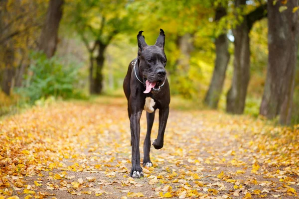 Портрет чорно-білої собаки — стокове фото