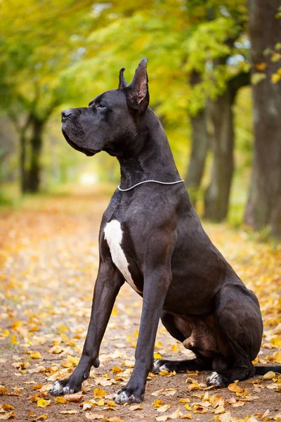 Portret van zwart-witte hond — Stockfoto