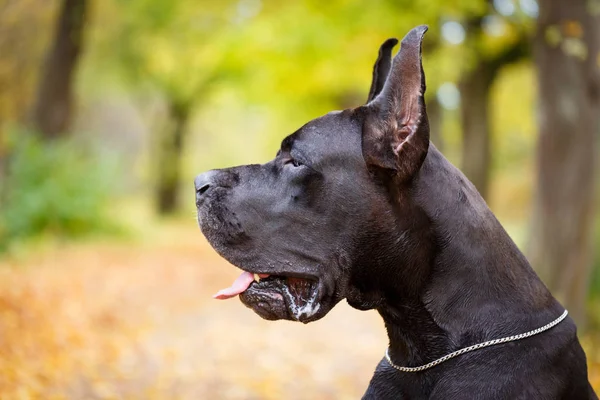 Porträt eines schwarz-weißen Hundes — Stockfoto