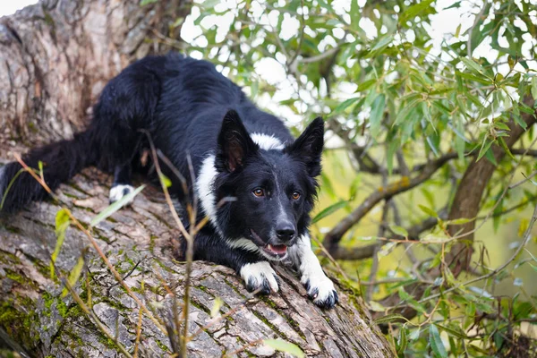 siyah-beyaz köpek portresi