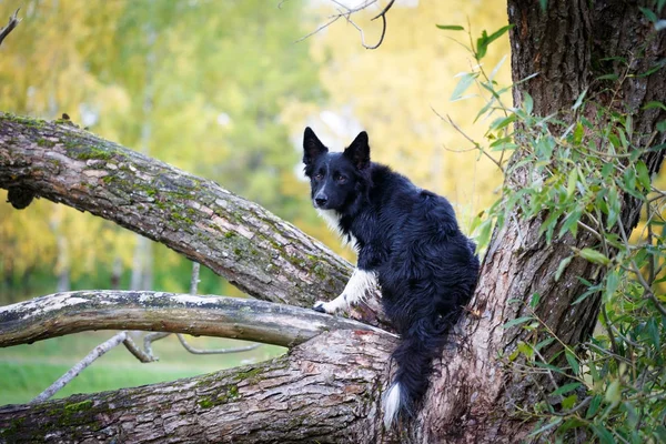 siyah-beyaz köpek portresi