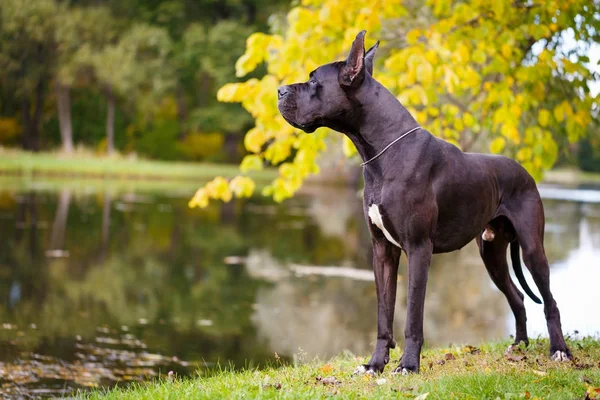 黒と白の犬の肖像画 — ストック写真