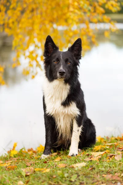 Retrato de cão preto e branco — Fotografia de Stock