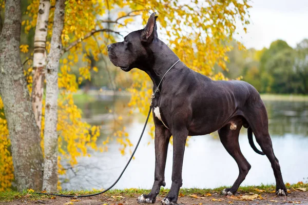 Porträtt av svartvita hund — Stockfoto