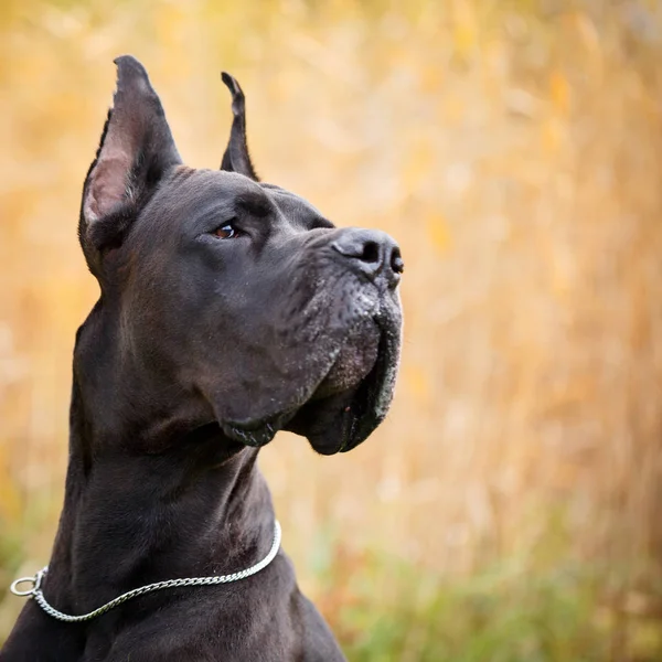 Portrait of black-and-white dog — Stock Photo, Image