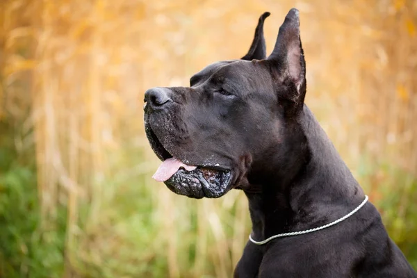 Portret van zwart-witte hond — Stockfoto