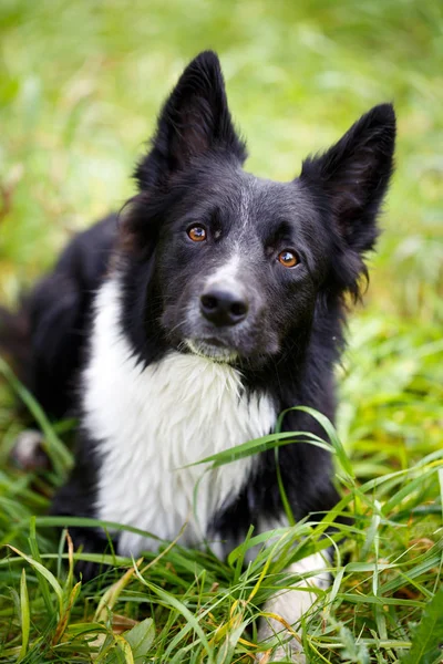 siyah-beyaz köpek portresi