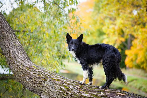 Ritratto di cane bianco e nero — Foto Stock