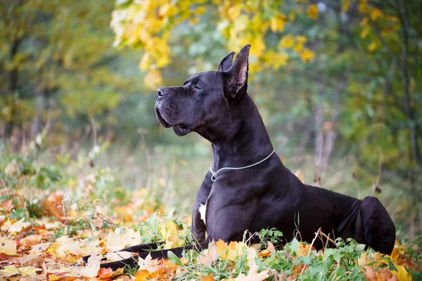 Retrato de perro blanco y negro — Foto de Stock