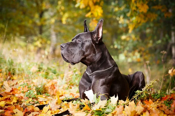 흑백 강아지의 초상화 — 스톡 사진