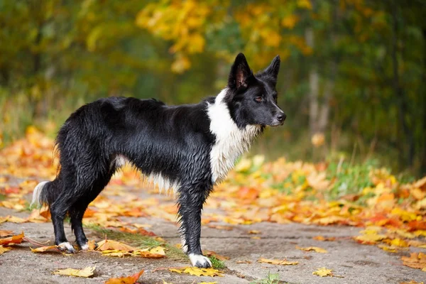 Portræt af sort-hvid hund - Stock-foto