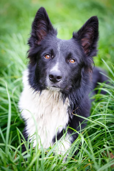 Retrato de cão preto e branco — Fotografia de Stock