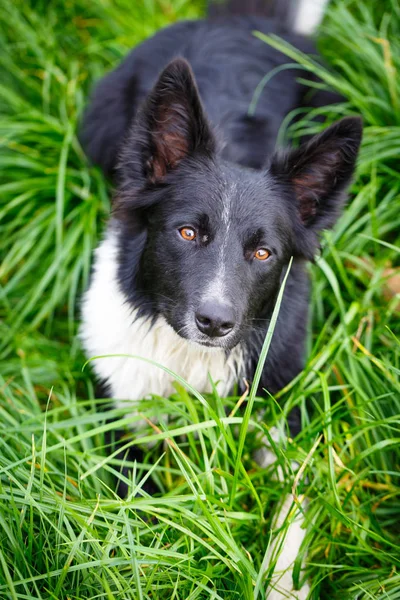 Portret czarno-biały pies — Zdjęcie stockowe