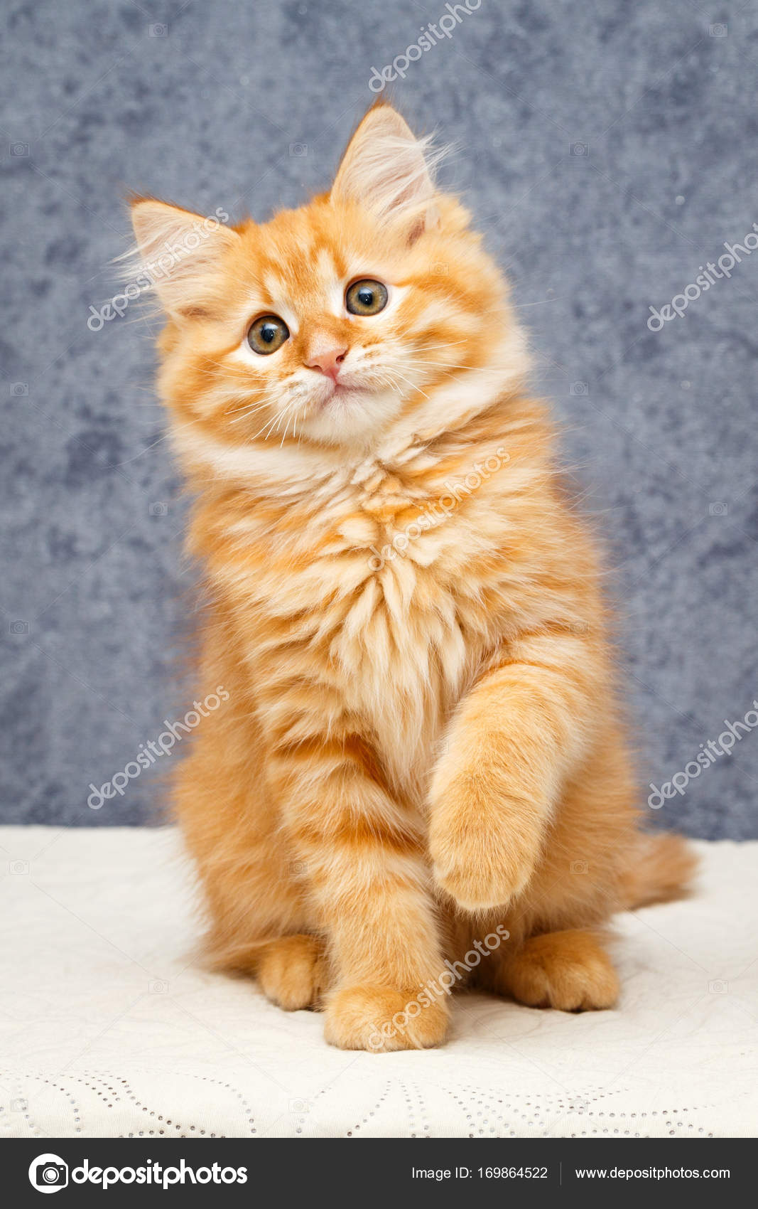 Portrait of a kitten — Stock Photo © Drago_Nika #169864522, image size:1067x1700