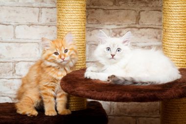 bir yavru kedi portresi