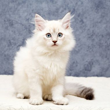 bir yavru kedi portresi