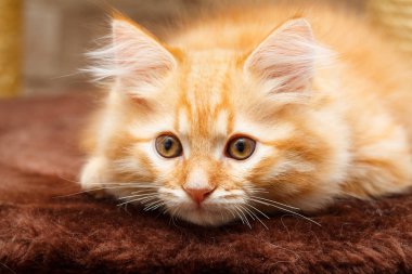 bir yavru kedi portresi