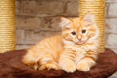bir yavru kedi portresi