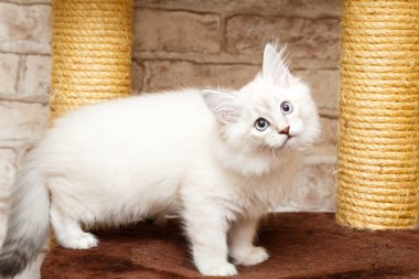 bir yavru kedi portresi