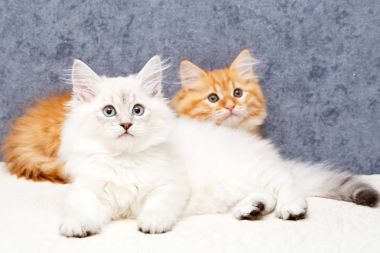 bir yavru kedi portresi