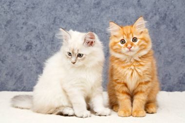 bir yavru kedi portresi