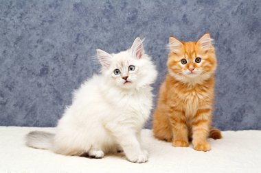 bir yavru kedi portresi