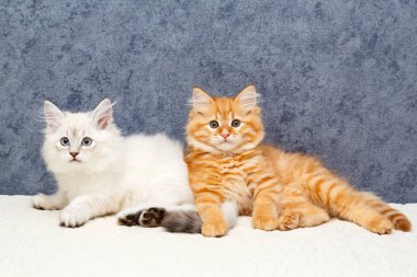 bir yavru kedi portresi