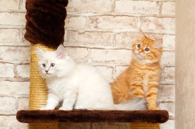 bir yavru kedi portresi