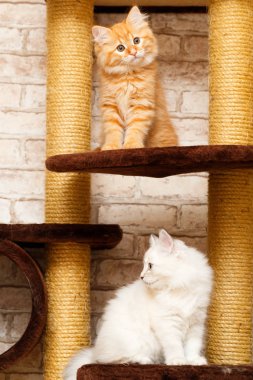 bir yavru kedi portresi