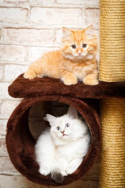 bir yavru kedi portresi