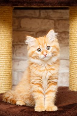 bir yavru kedi portresi
