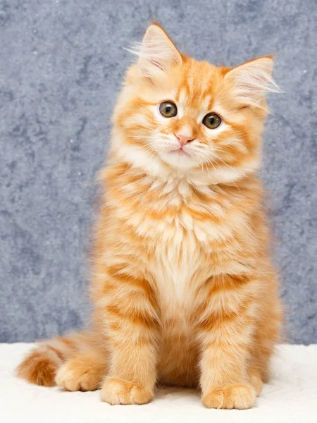Ritratto di gattino — Foto Stock