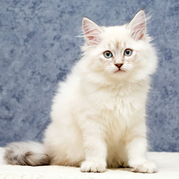 bir yavru kedi portresi