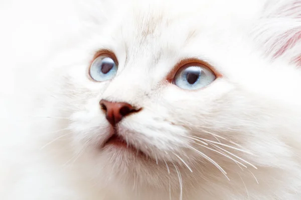 Portrait of a kitten — Stock Photo, Image