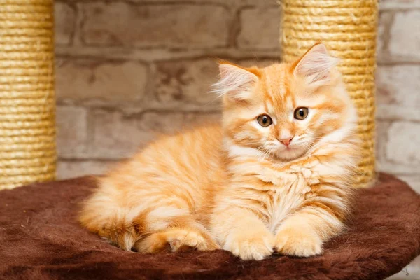 Portrait of a kitten — Stock Photo, Image